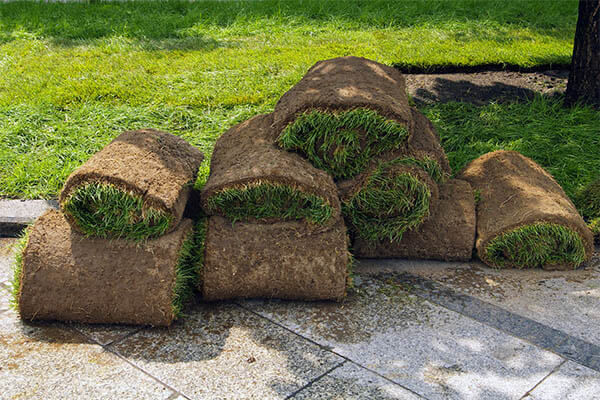 budget landscape sod laying services