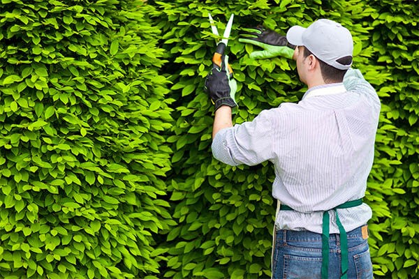 plant shrub bed care and pruning services