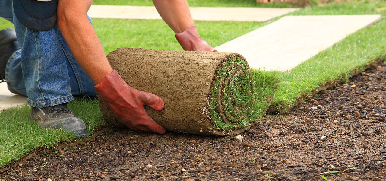 sod laying services santa rosa ca